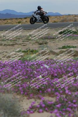 media/Jan-14-2023-SoCal Trackdays (Sat) [[497694156f]]/Turn 14 Exit Bloomig (145pm)/
